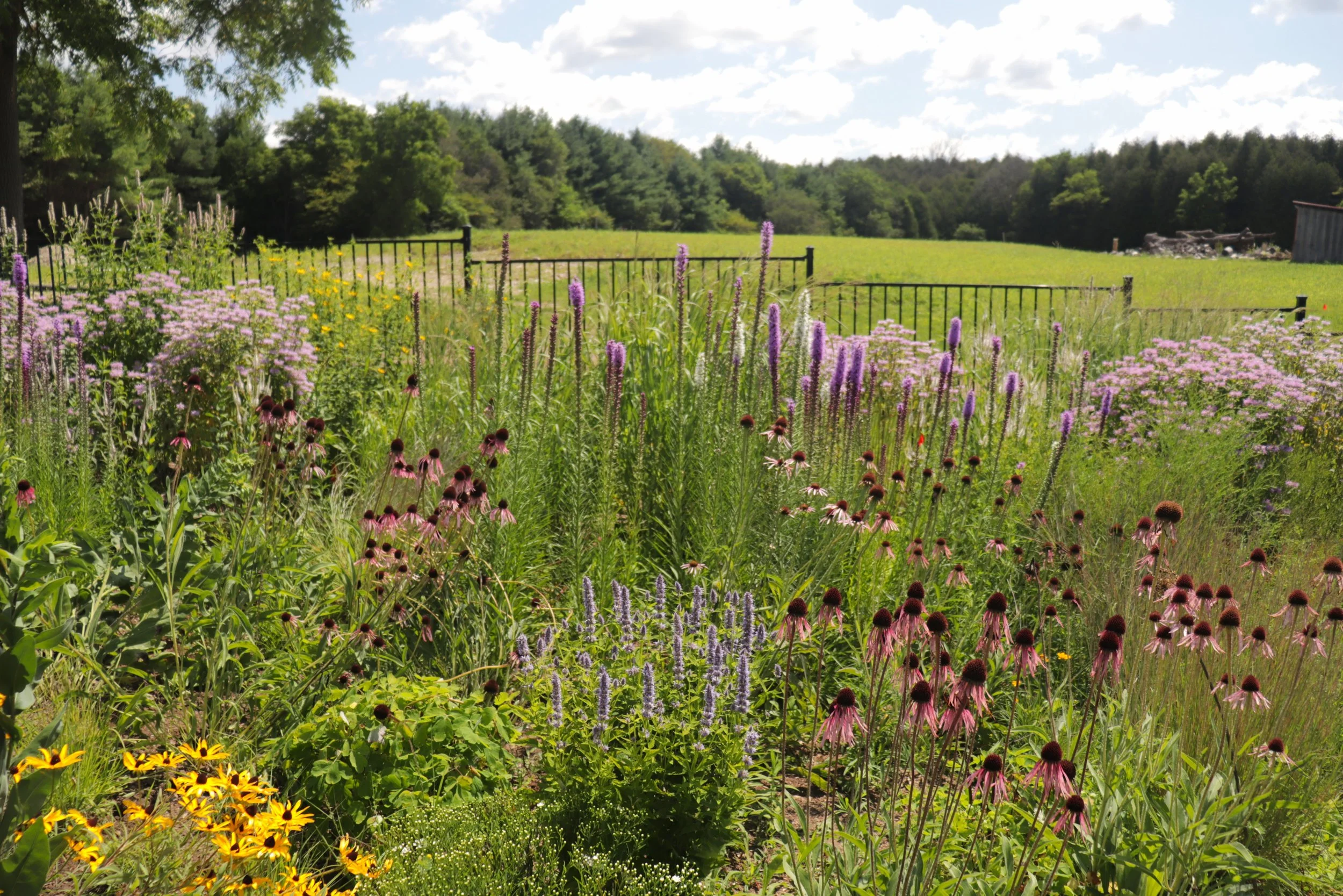 Native Garden