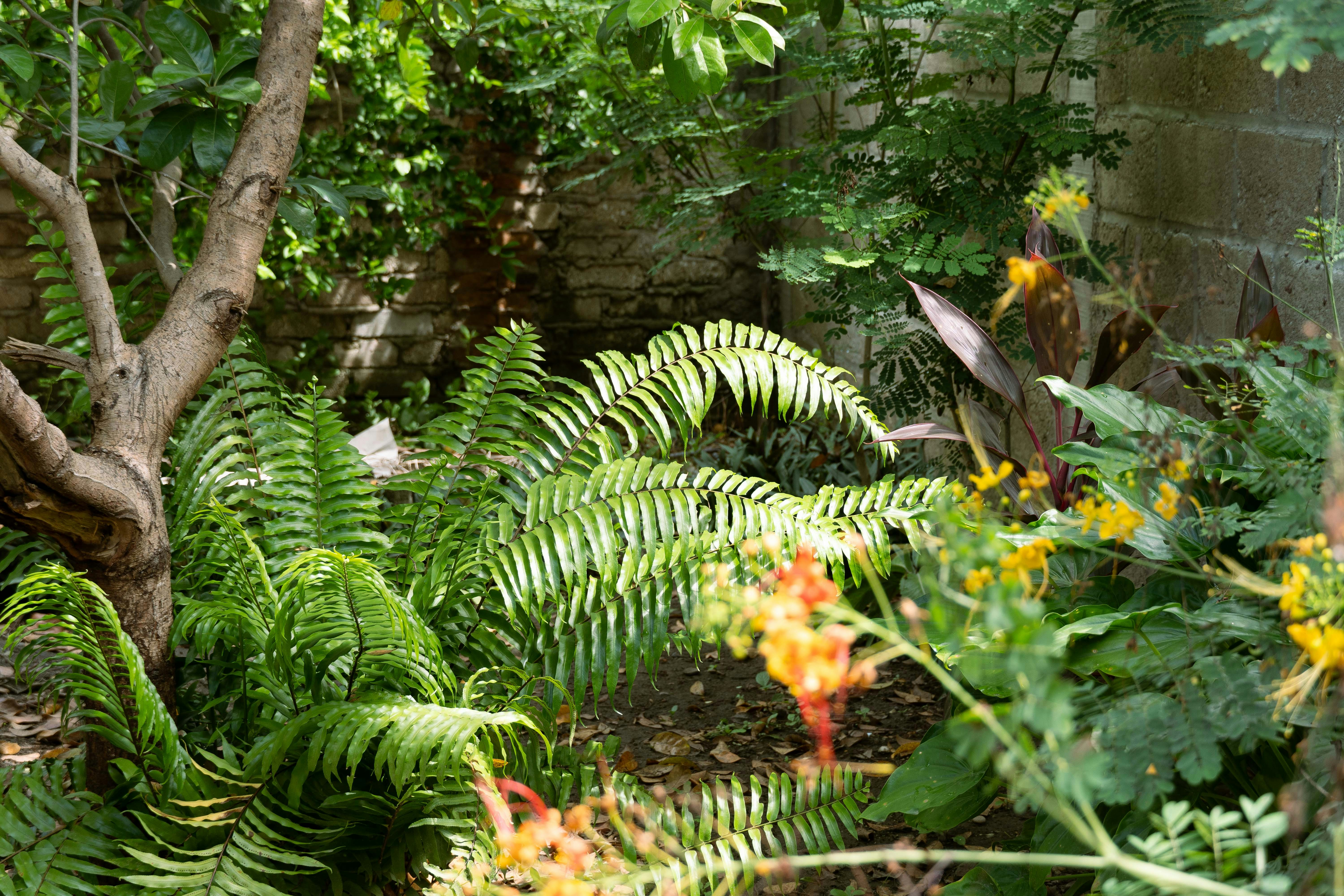Tropical Garden
