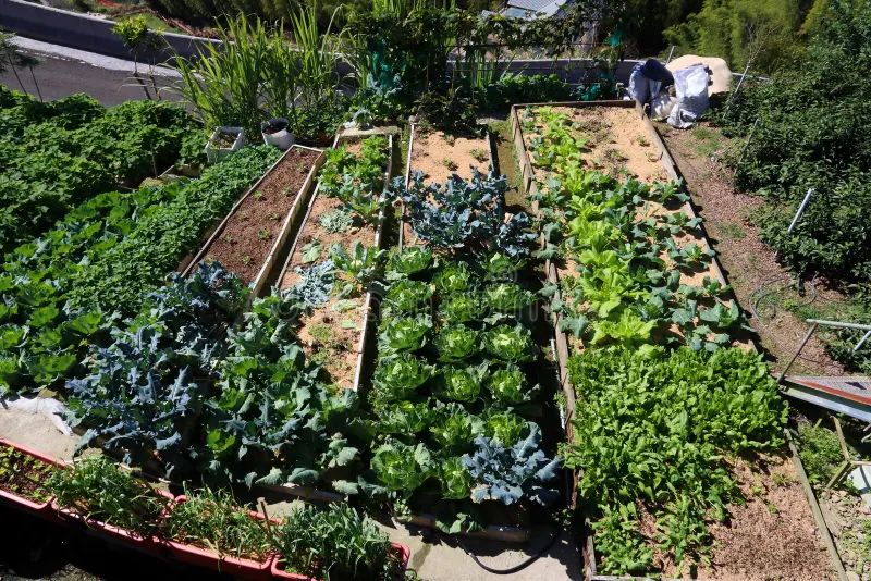 Vegetable Garden